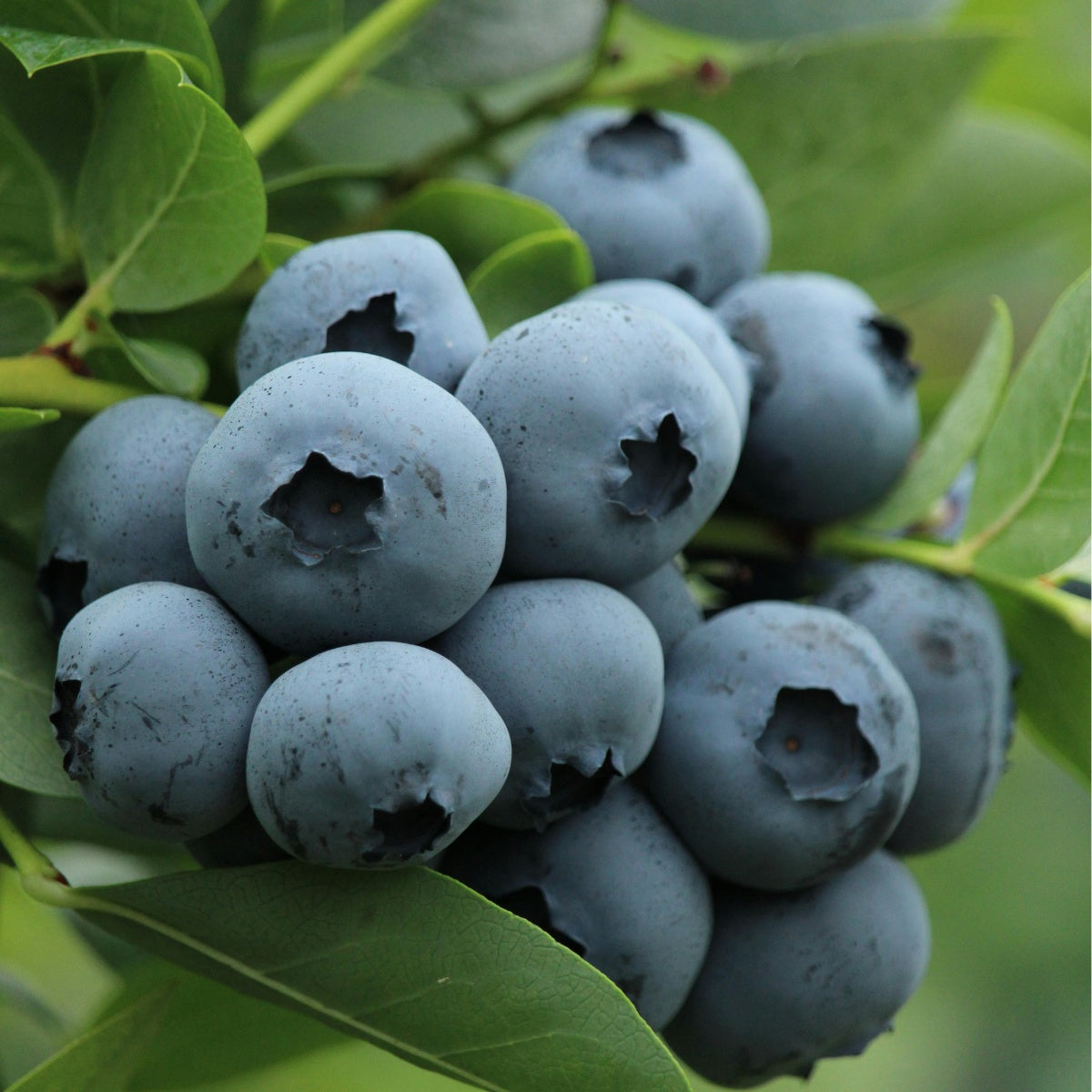 Cluster of large blueberries