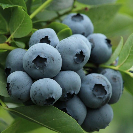 Cluster of large blueberries