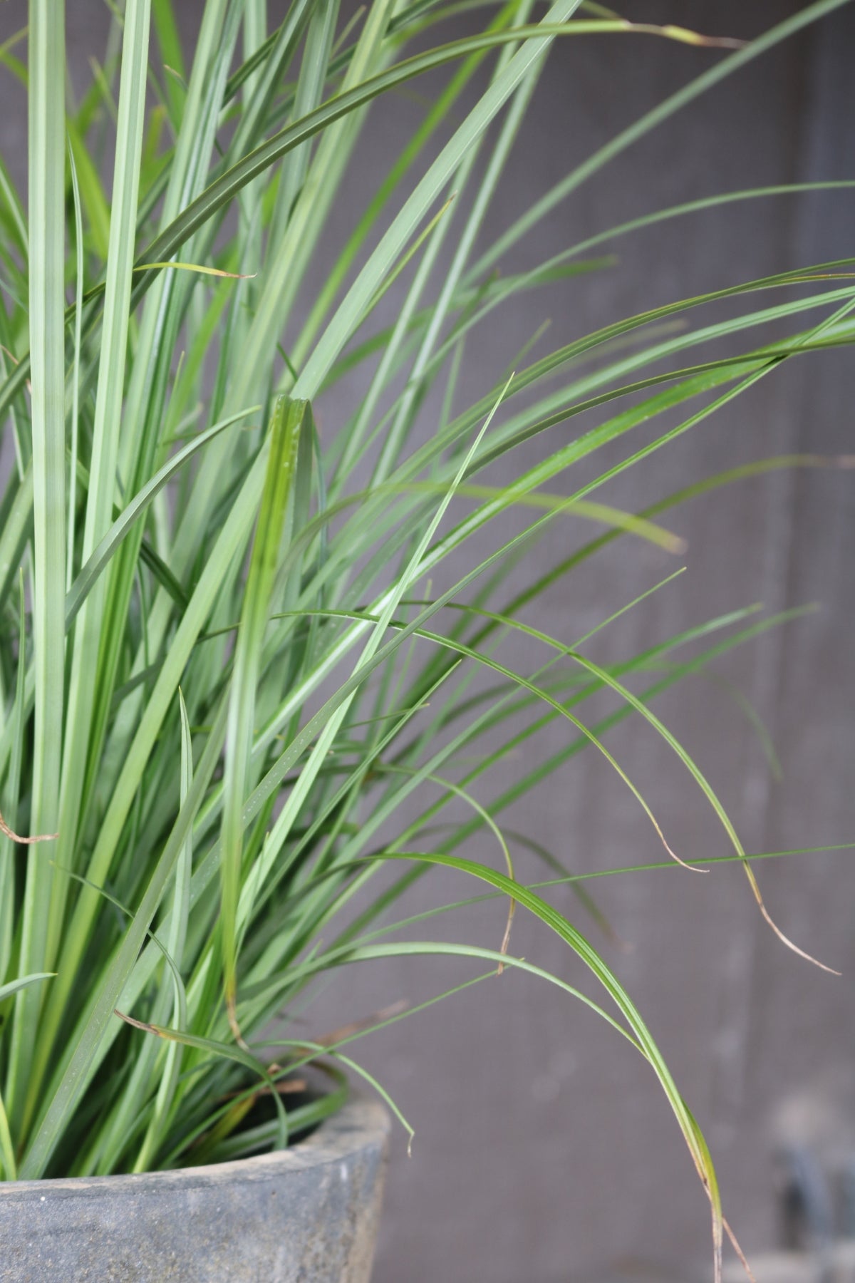 Carex obnupta | Slough Sedge