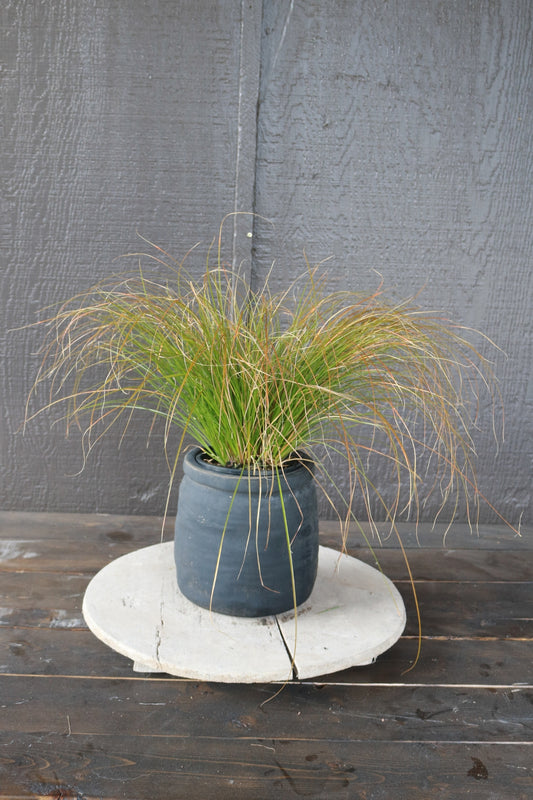 Carex testacea | Orange New Zealand Sedge
