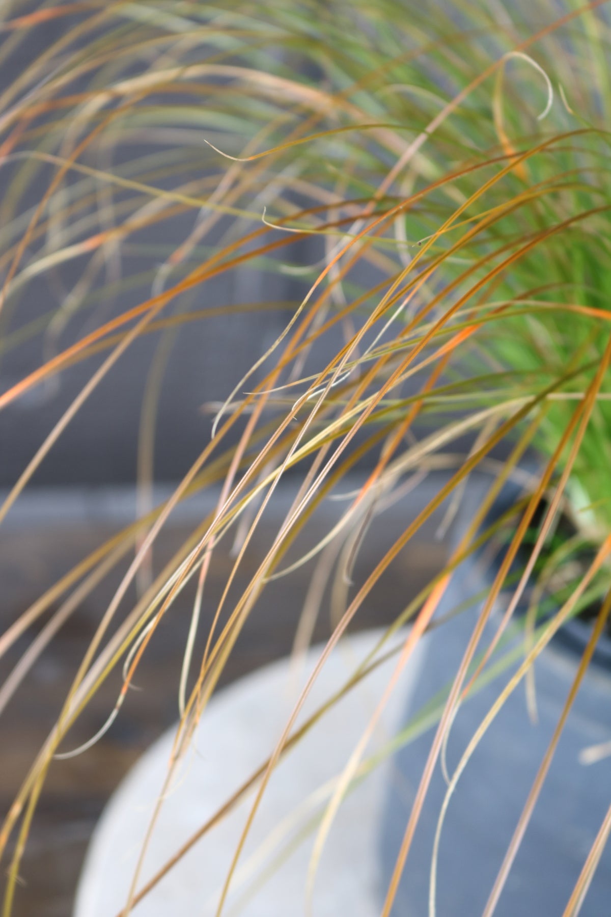 Carex testacea | Orange New Zealand Sedge