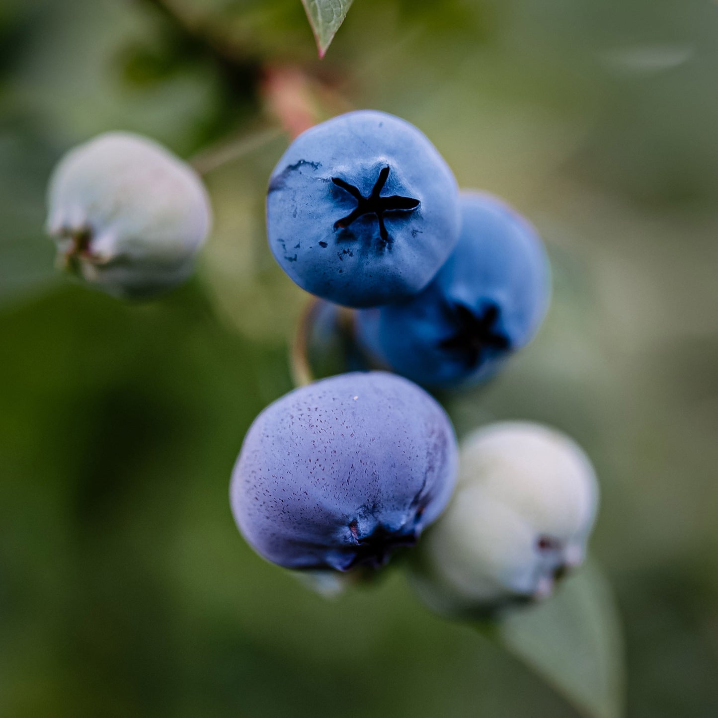 Blueberry Chandler | 1 Gallon