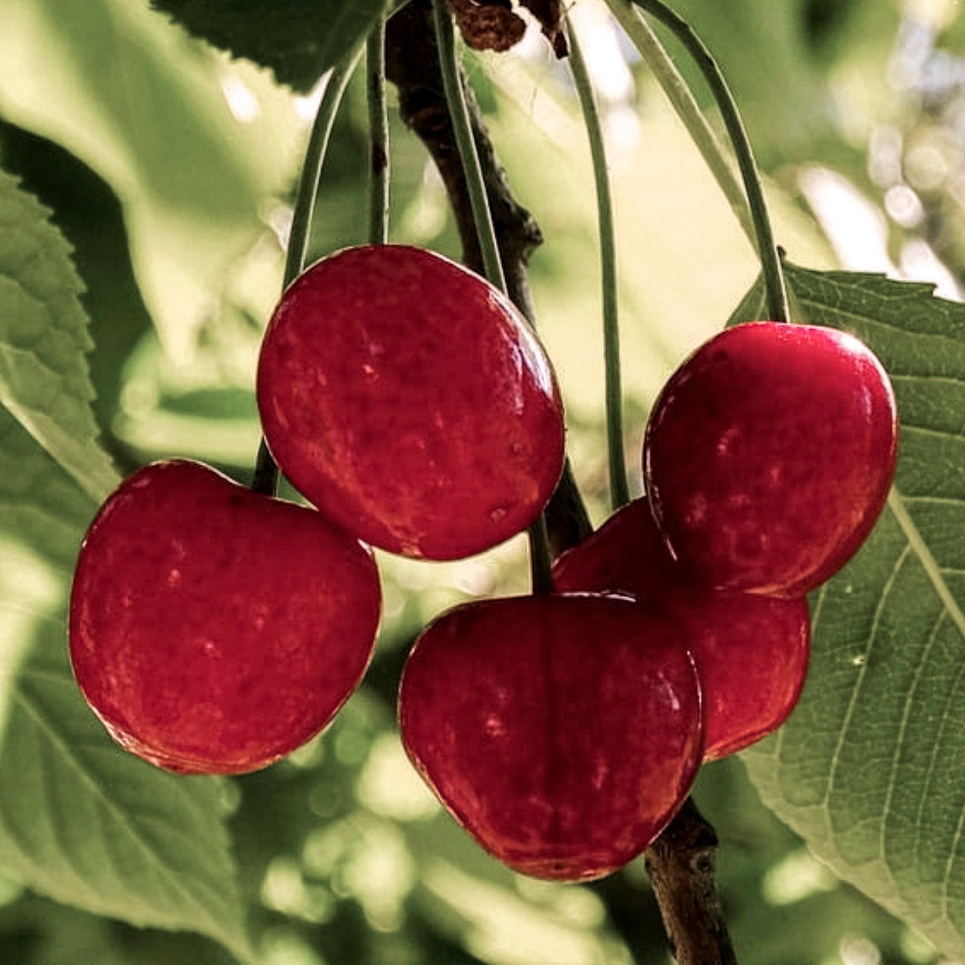 Close-up view of Charmine Jewel Sour Cherry.