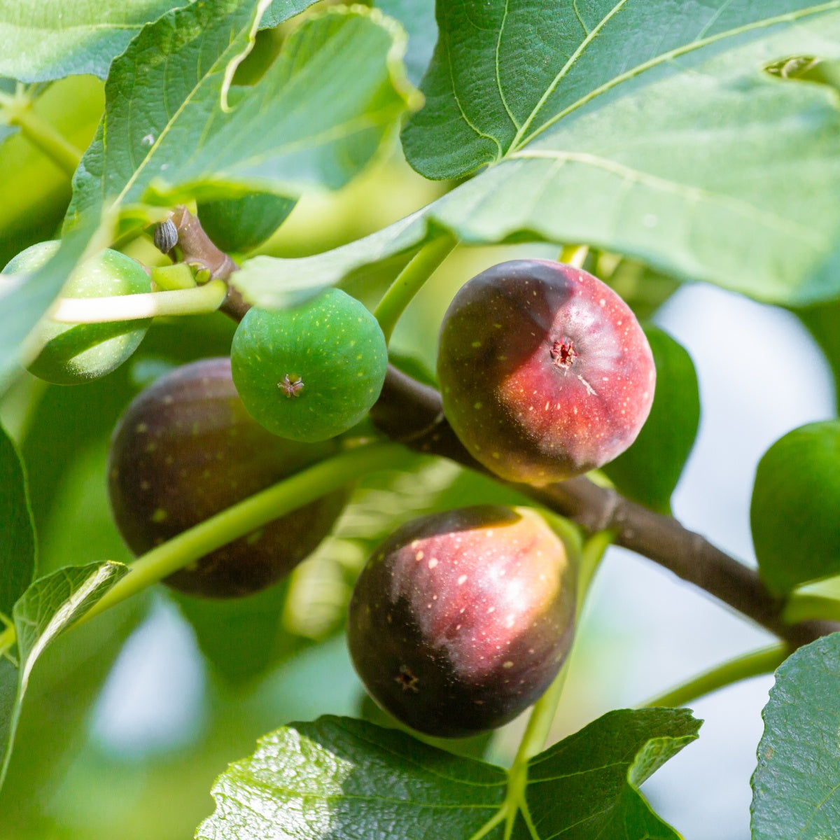 Close up of figs on a branch