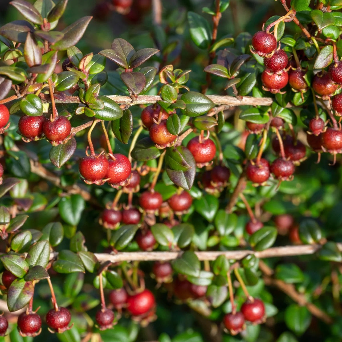 Chilean Guava berries on bush