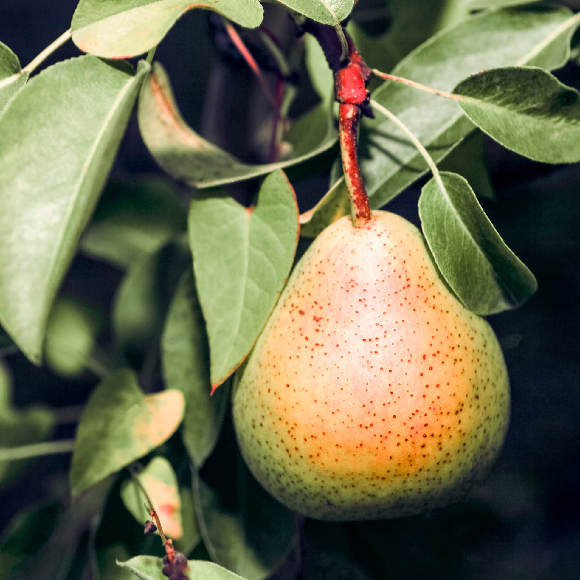 Close-up view of Comice pear