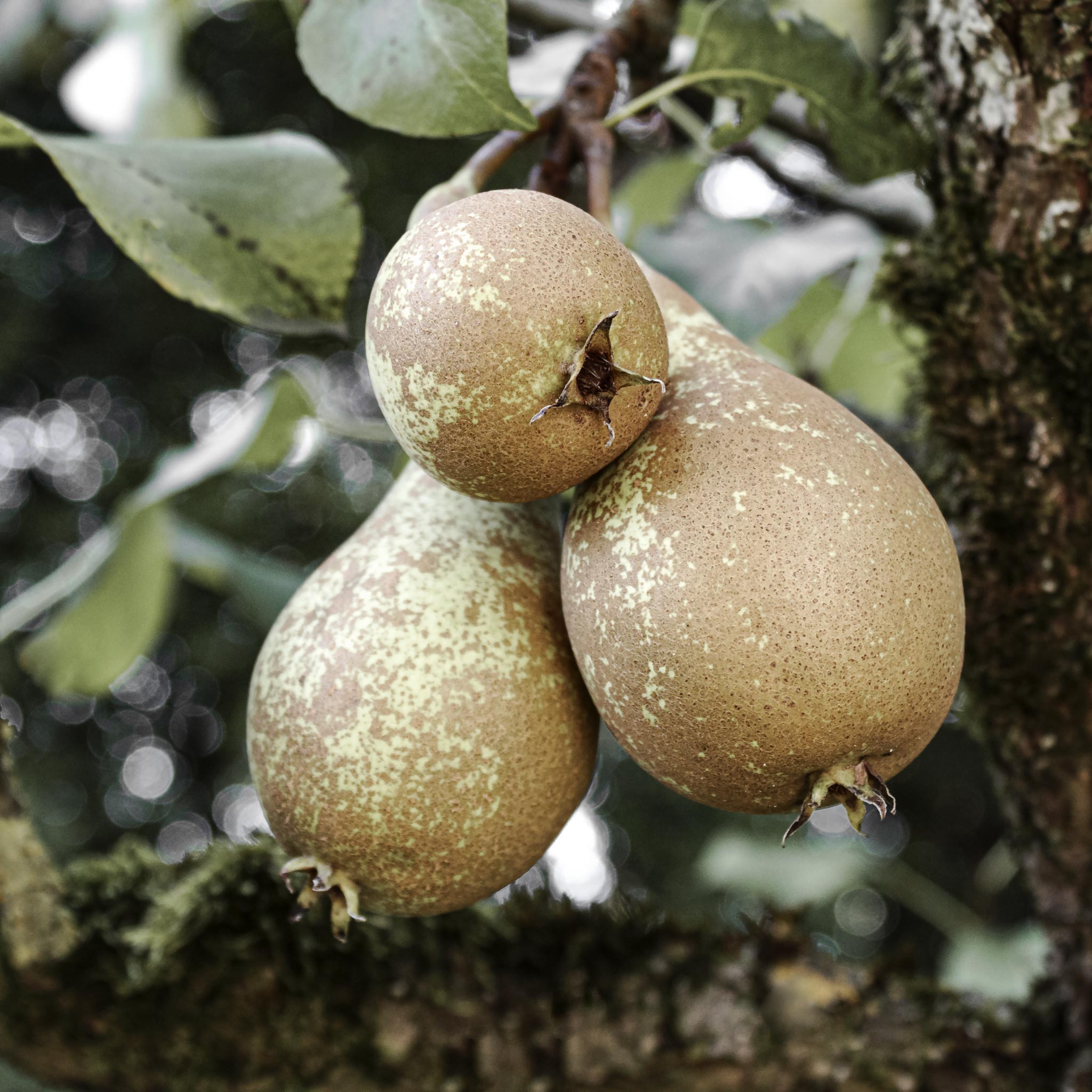 Conference Pear; Most Hardy Pear, Poaching and Canning, Self-fertile ...