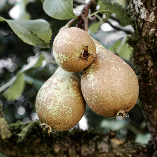 Close-up view of Conference pear