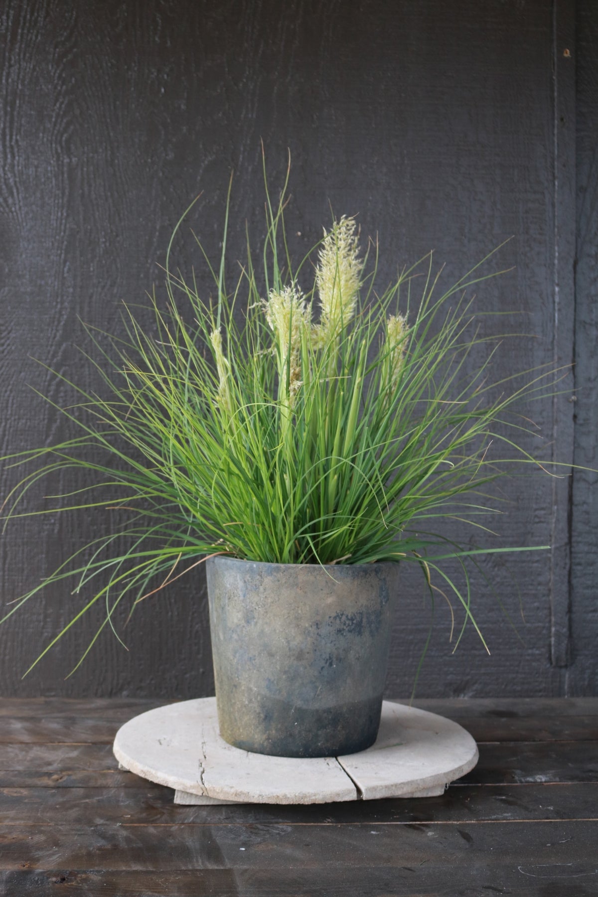 Cortaderia selloana | Little Pampa