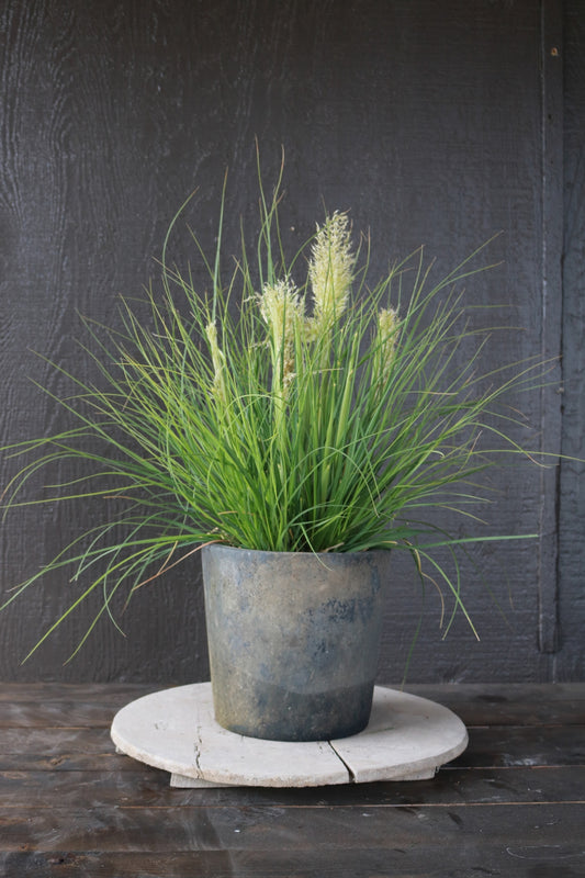 Cortaderia selloana | Little Pampa