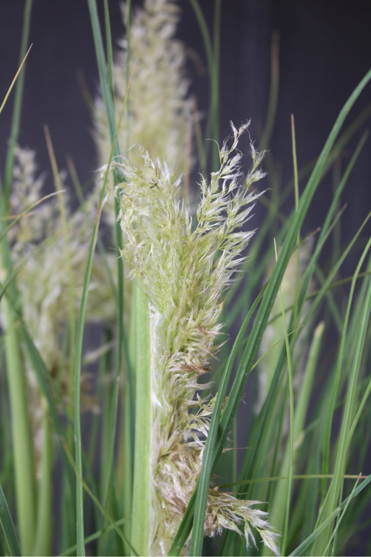 Cortaderia selloana | Little Pampa