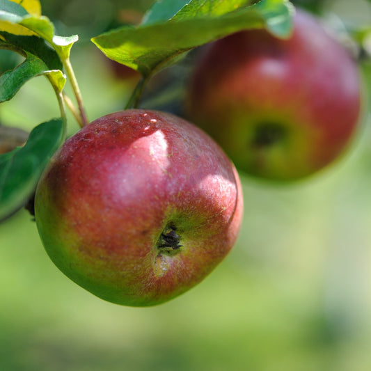 Cortland apple on tree branch