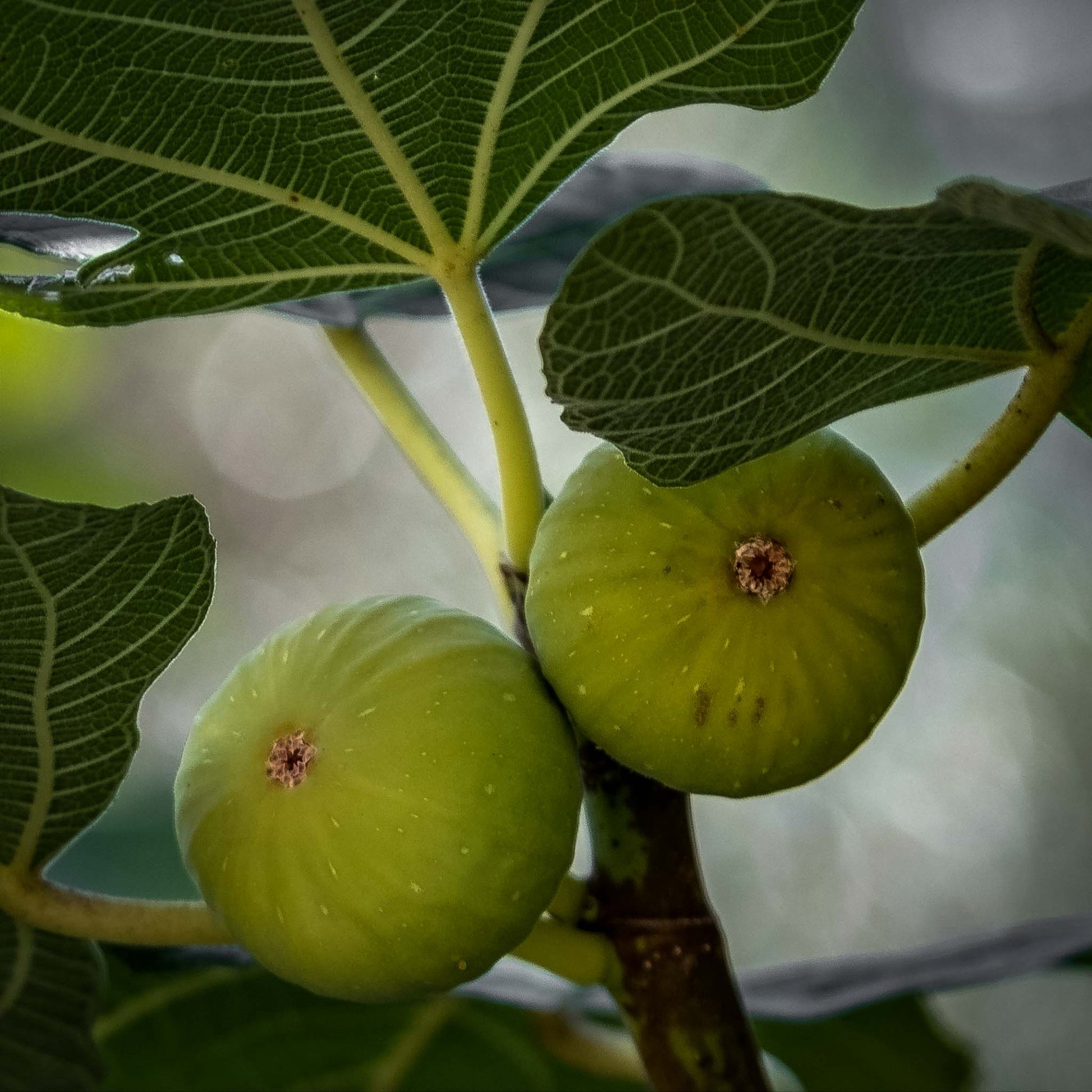 Close-up view of Desert King Fig.