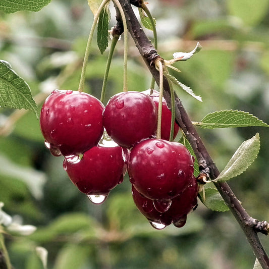 Close-up-view of Early Burlat Sweet Cherry.