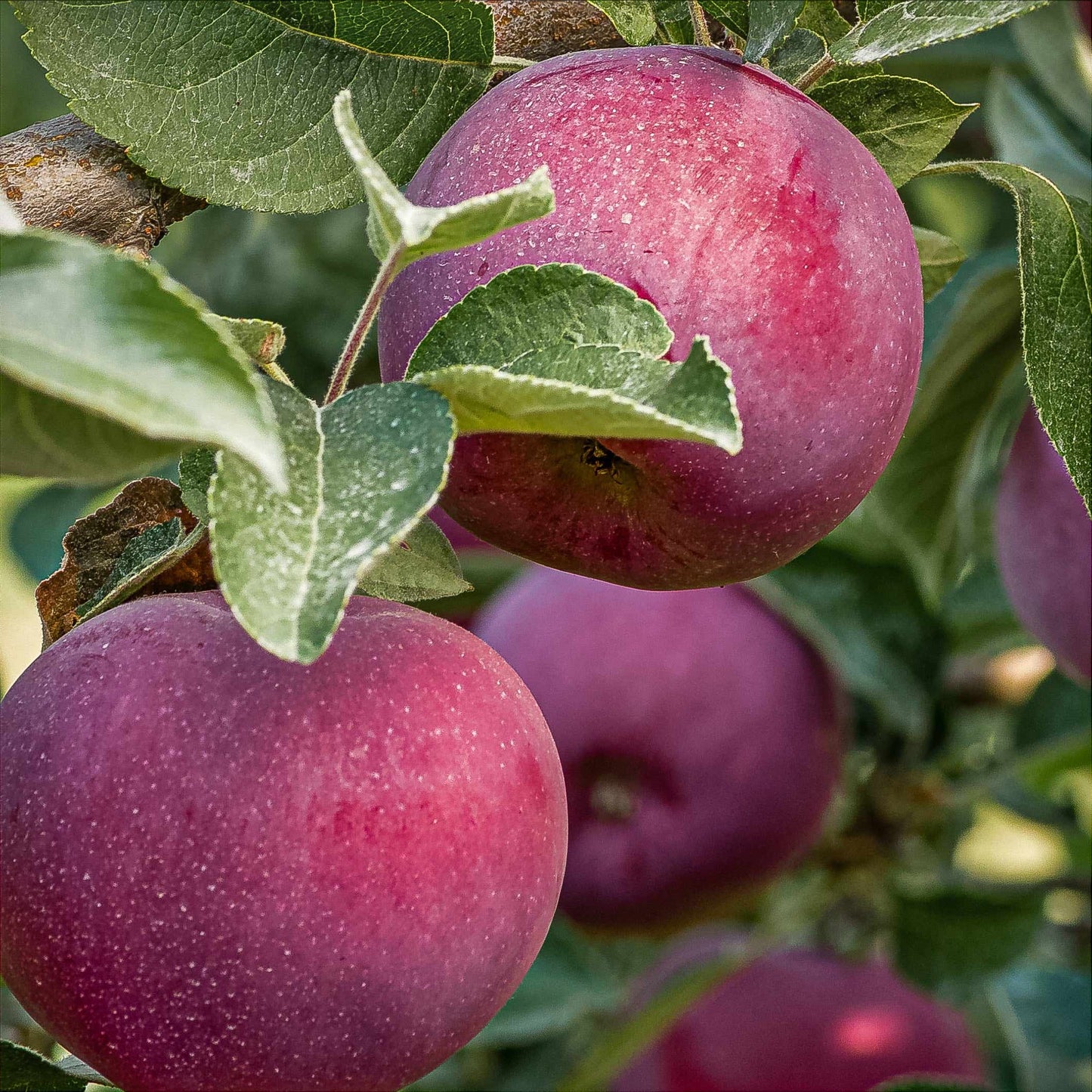 Close-up view of Empire apple