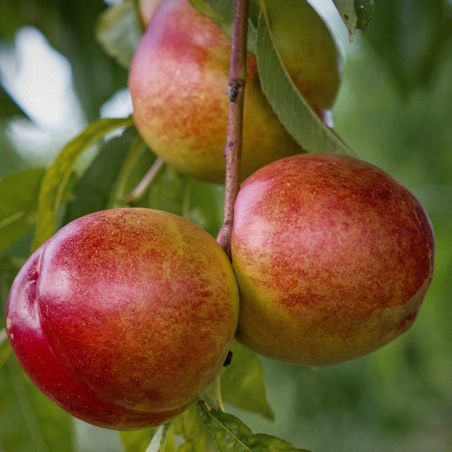 Close-up view of Flavortop Nectarine.