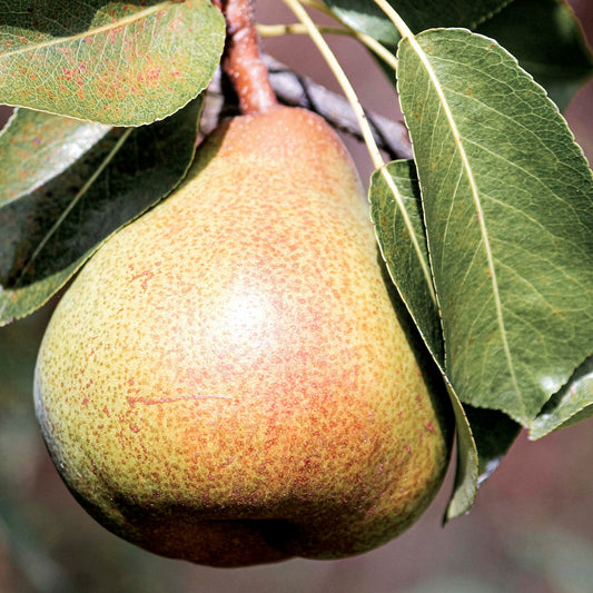 Close-up view of Flemish Beauty pear