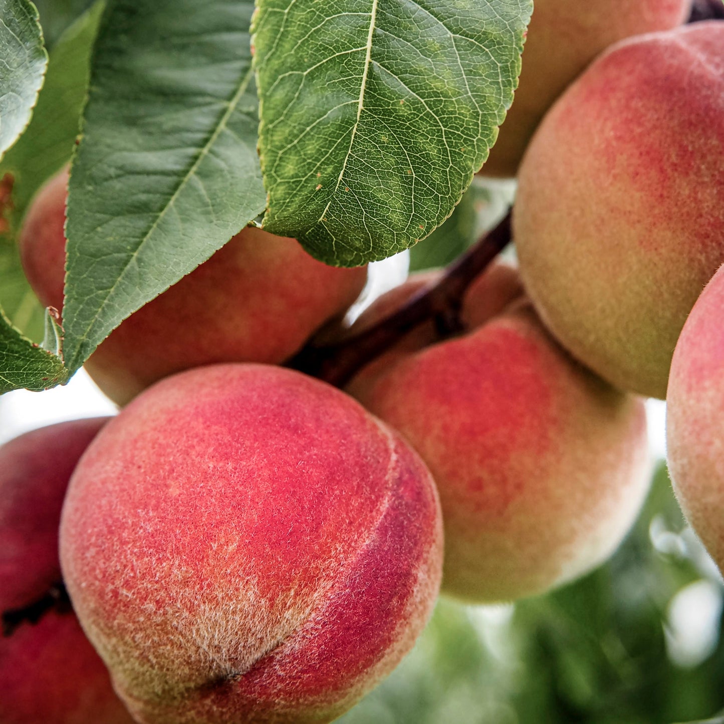 Close up view of Frost Peach.