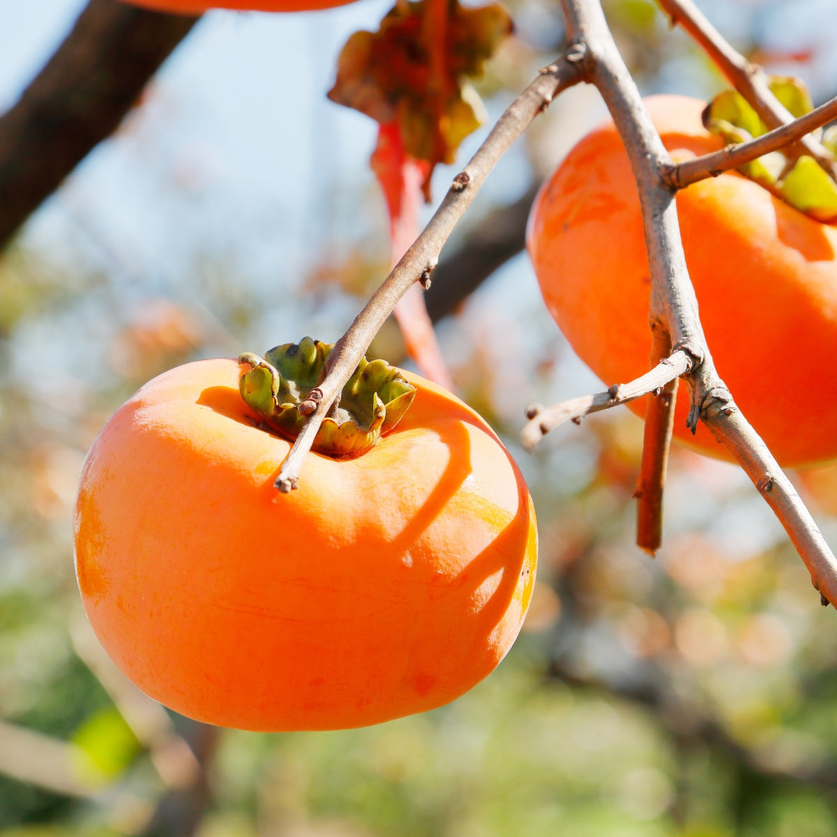 Persimmon ‘Fuyu Imoto’ – Non-Astringent Asian Persimmon – Fruits And ...