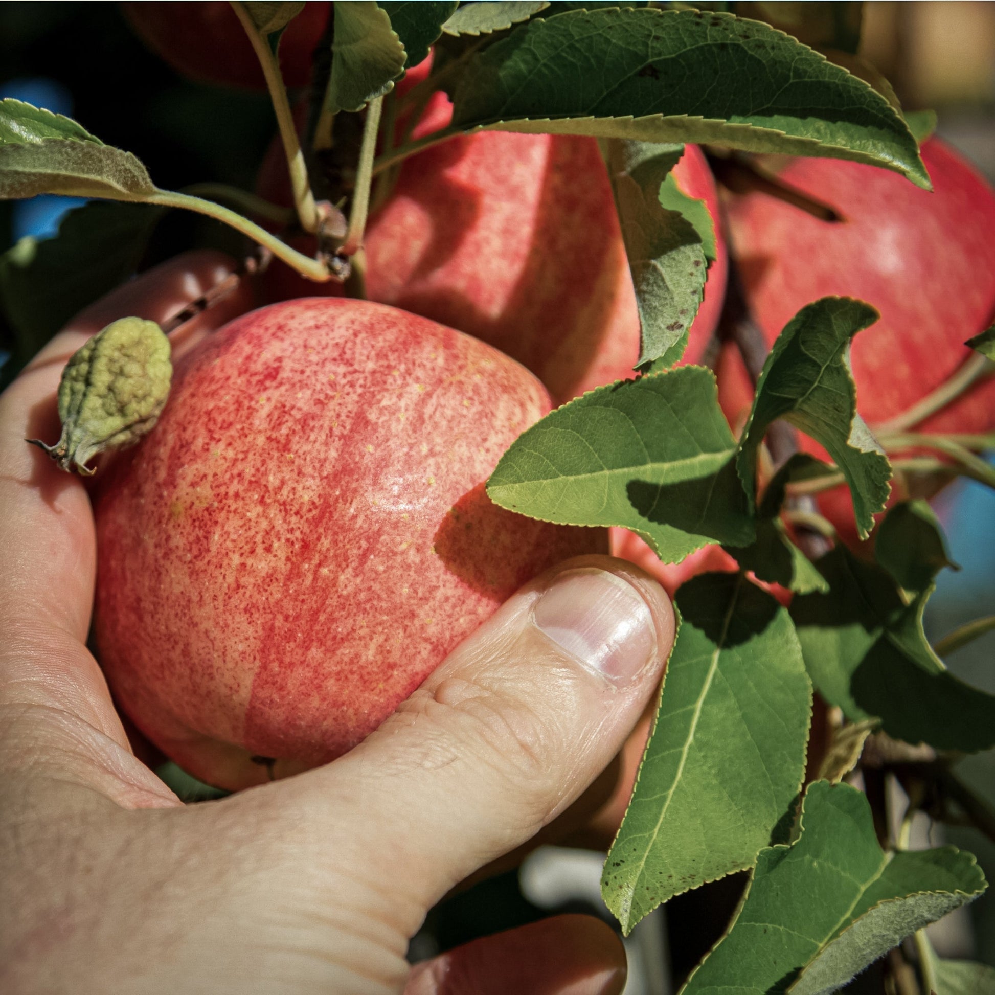 Close-up view of hand picking red Gala apple.