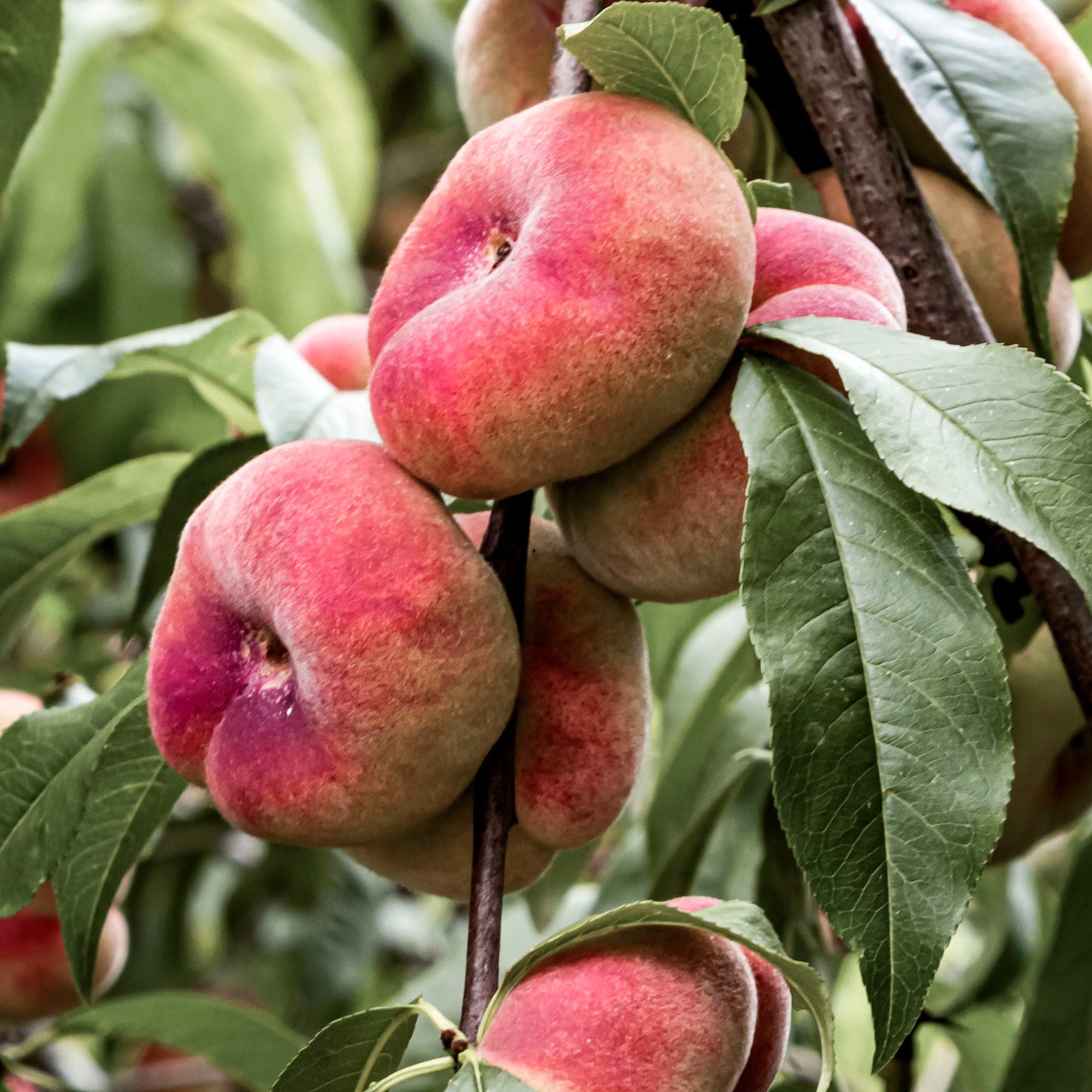 Close-up view of Galaxy Donut Peach.