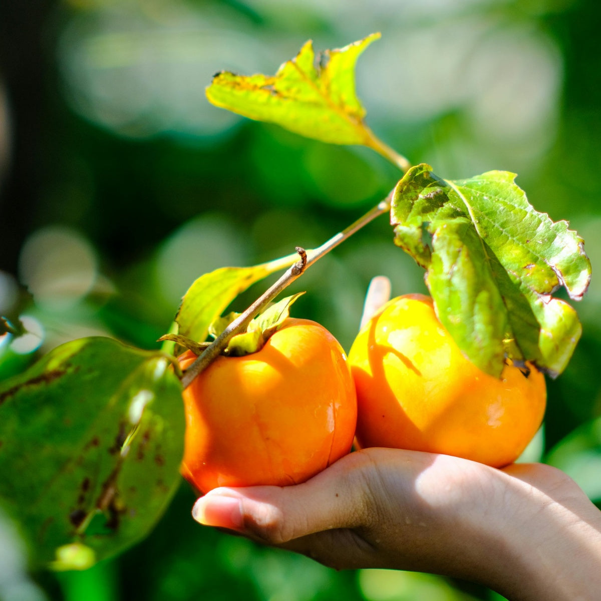 Large flat persimmon close up