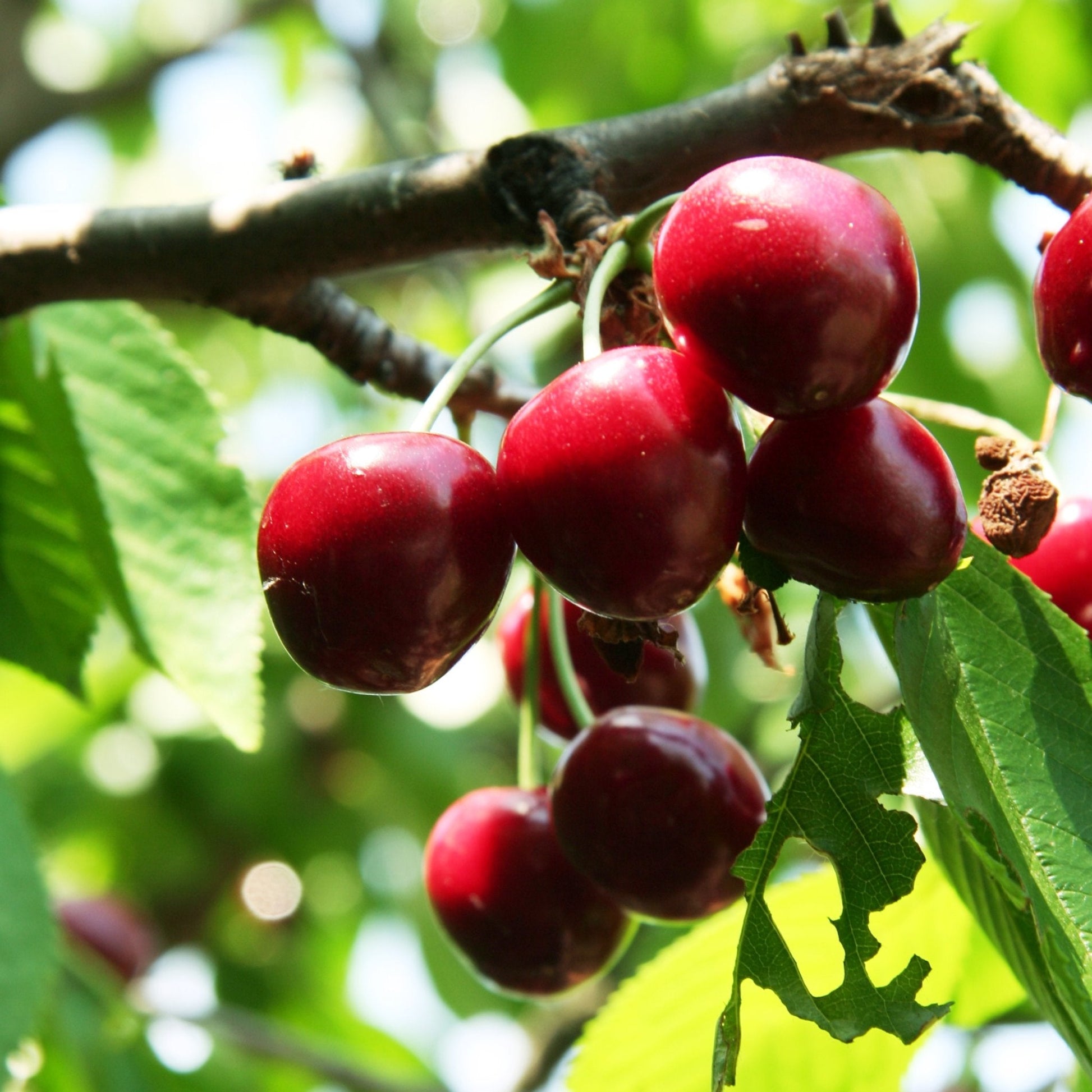 Close up of cherries on a branch