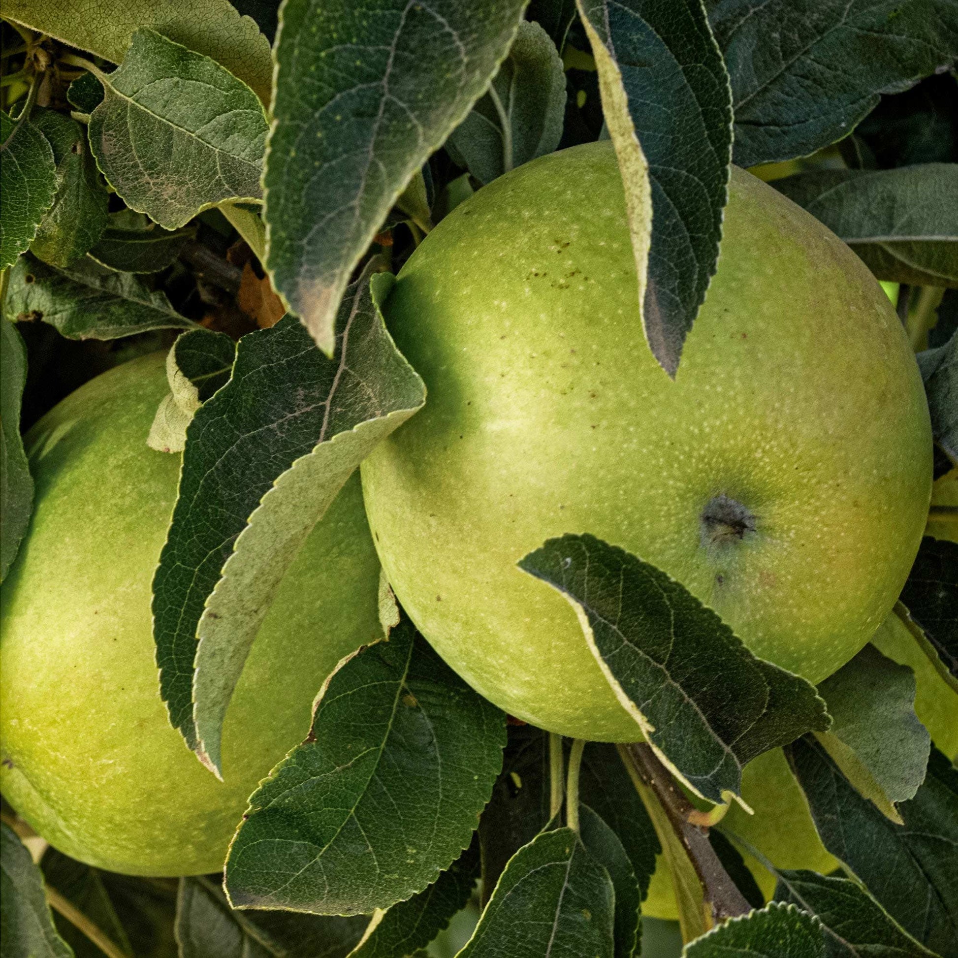 Close-up view of two green Granny Smith apple. 