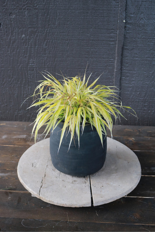 Hakonechloa macra | Stripe It Rich
