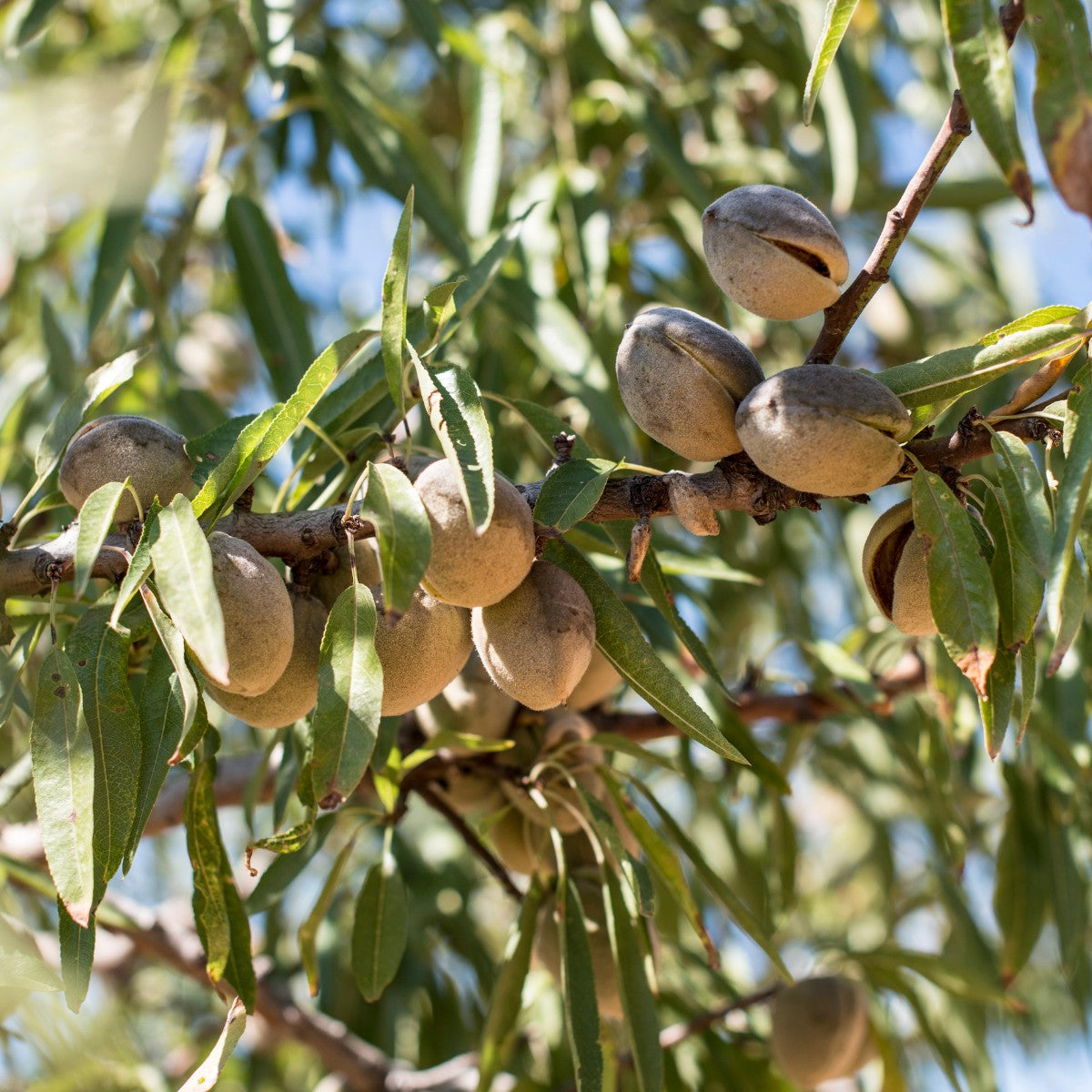 Almond ‘Hall’s Hardy’ – Cold-Hardy Almond Tree – Fruits And Shoots ...