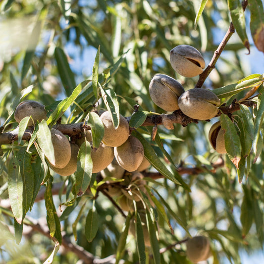 Hardy Almond tree
