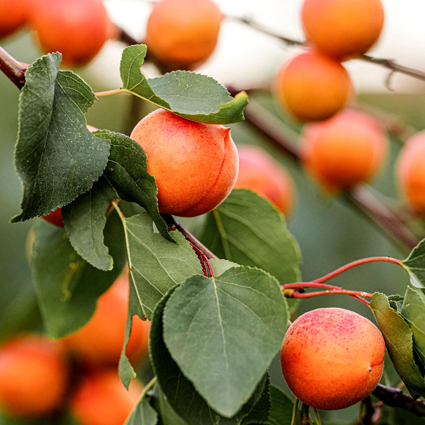 Close-up view of Harcot Apricot.