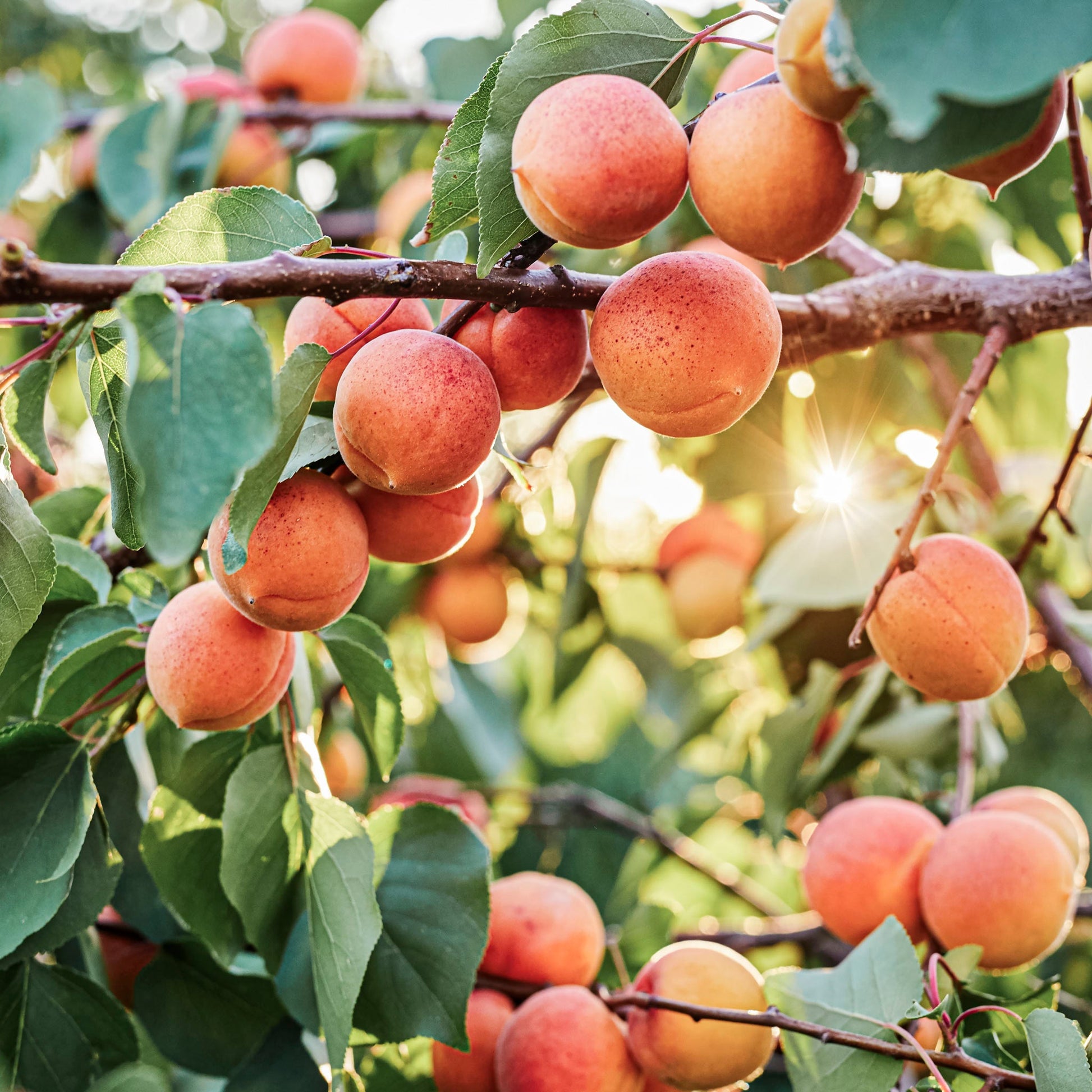 Close-up view of Harglow Apricot.