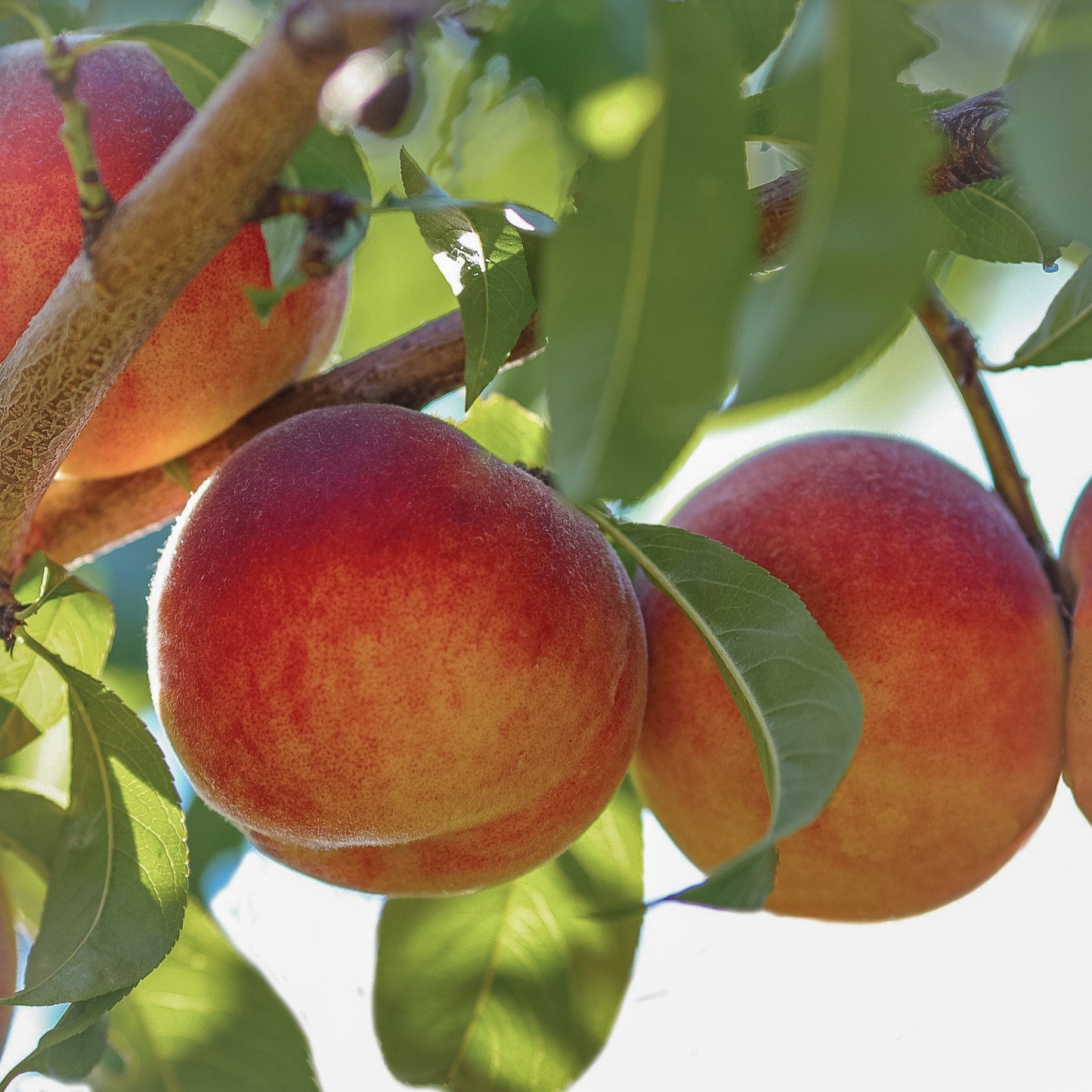 Close-up view of Harko Nectarine.