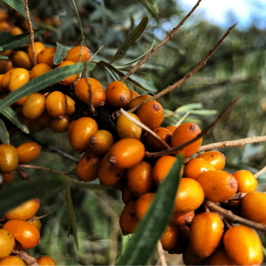 Sea buckthorn plants with berries