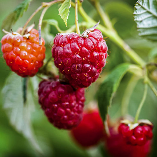 Close-up view of Heritage Strawberry. 