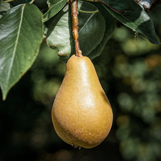 Close-up view of one green Highland pears. 