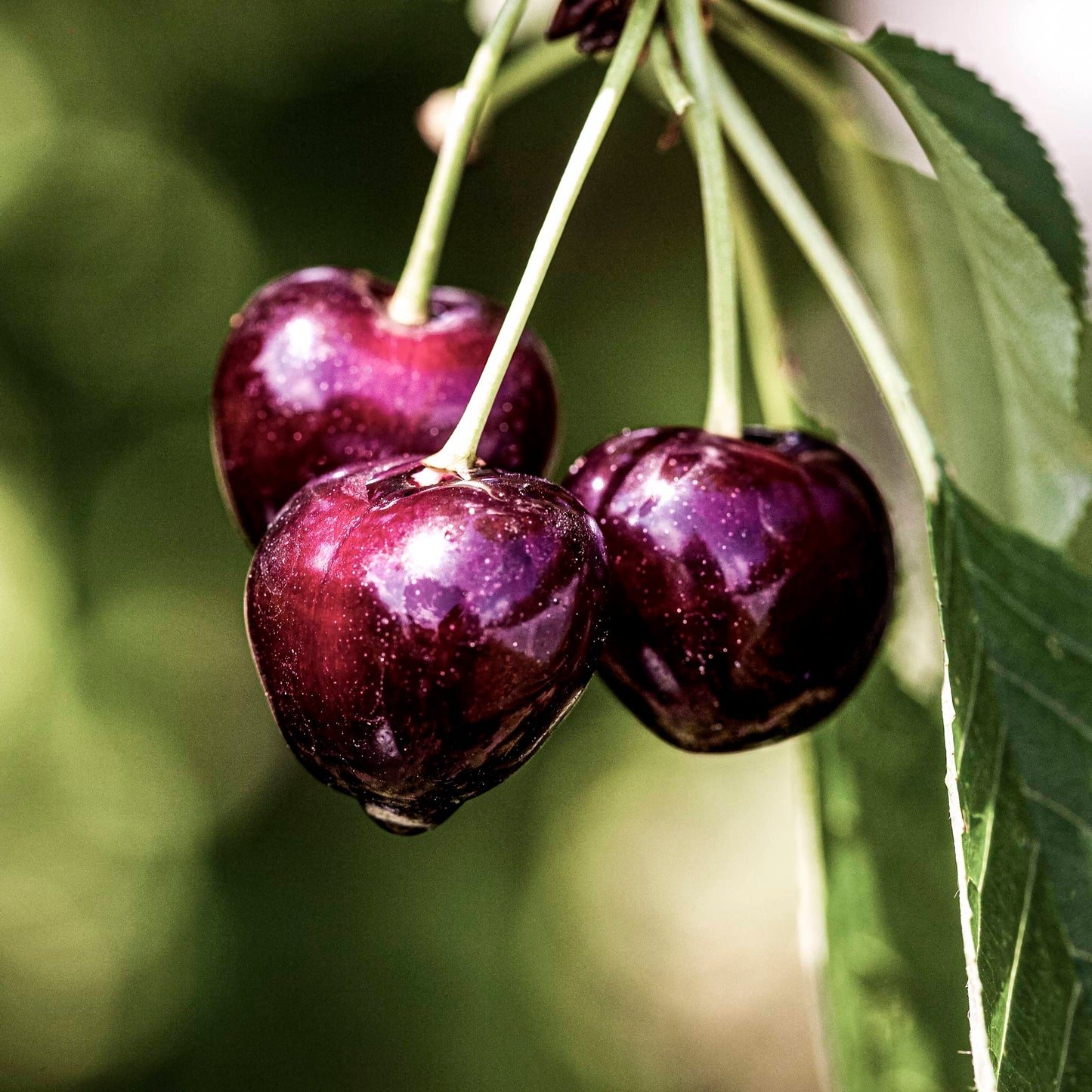 Close-up view of Kirsten Sweet Cherry