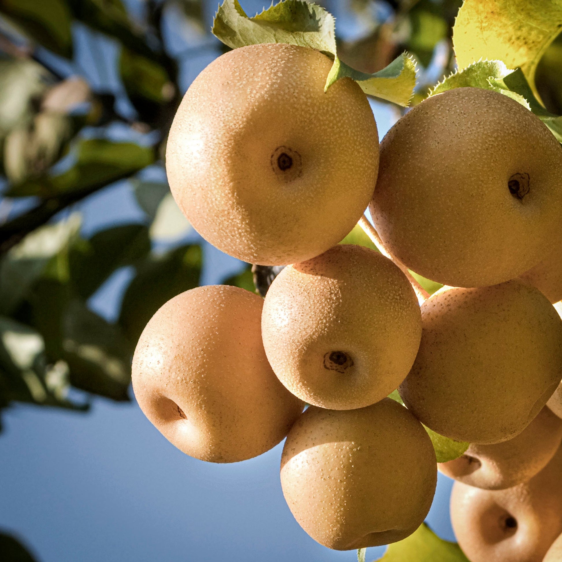 Close-up view of Kosui Oriental pear.