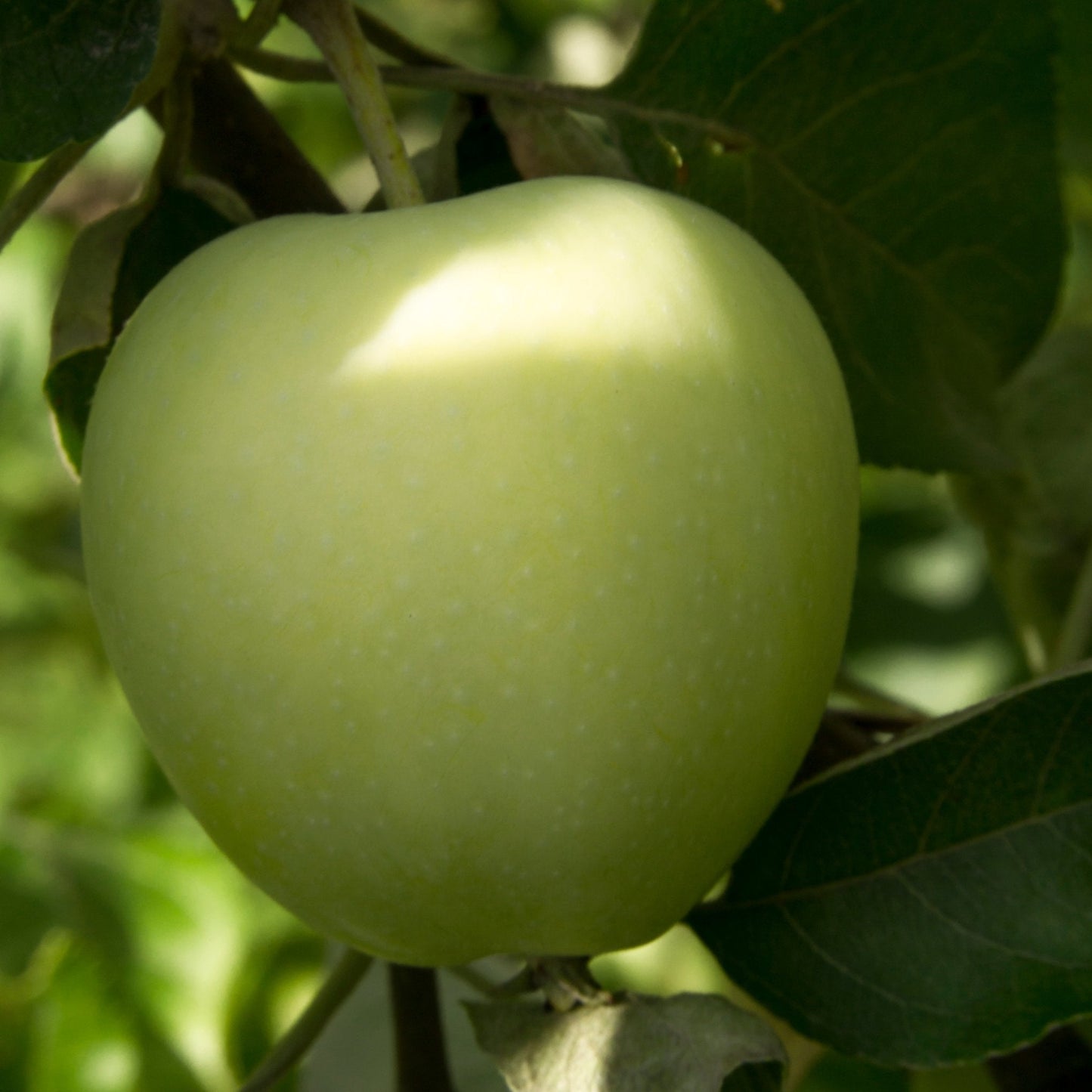 Yellow Lodi apple close up on branch