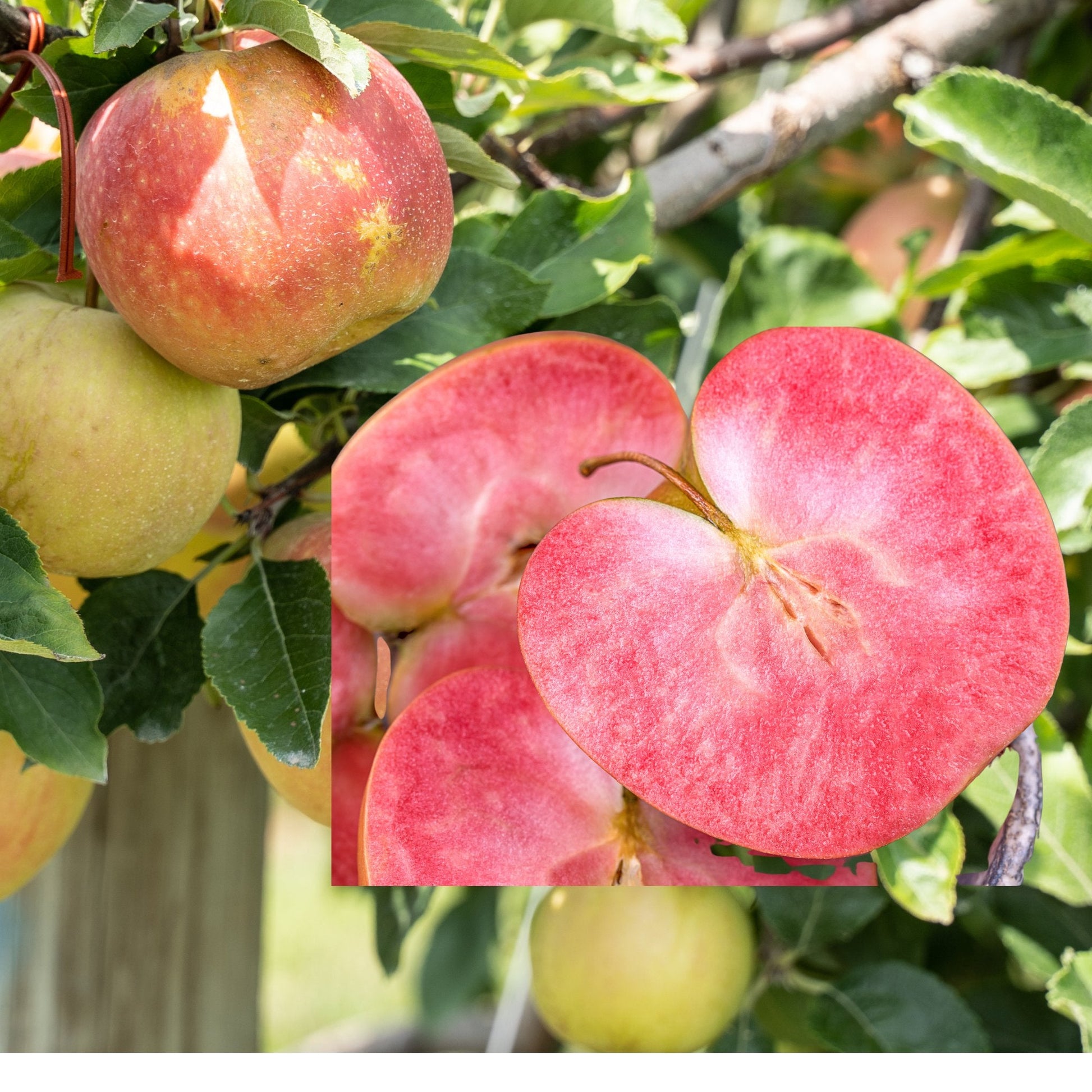 Red flesh apple Lucy Gem