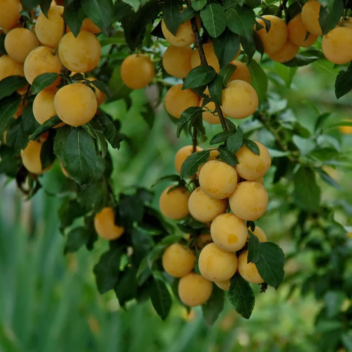 Mirabelle Plum Close up of Fruit
