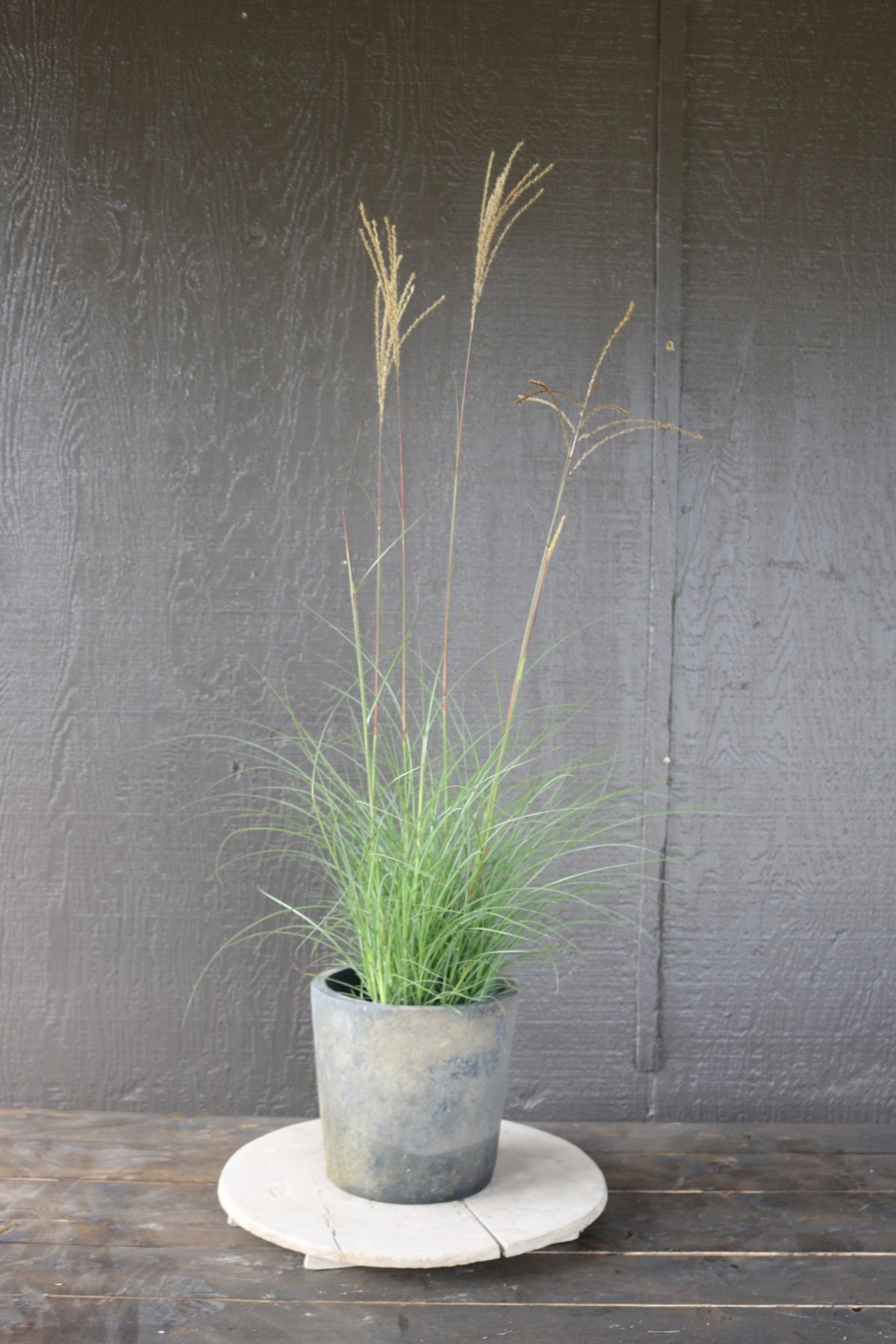 Miscanthus sinensis | Serengeti