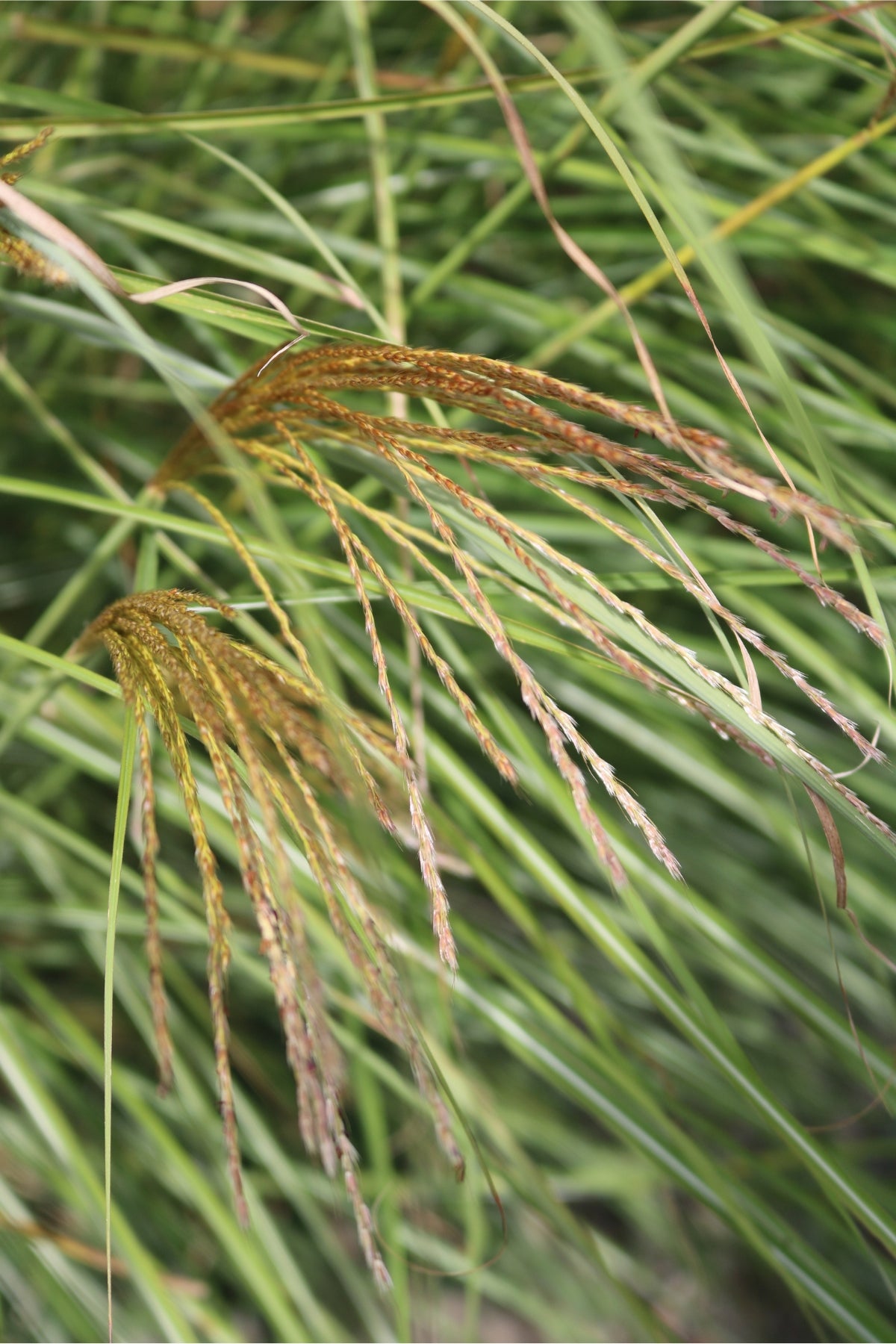 Miscanthus sinensis | Serengeti