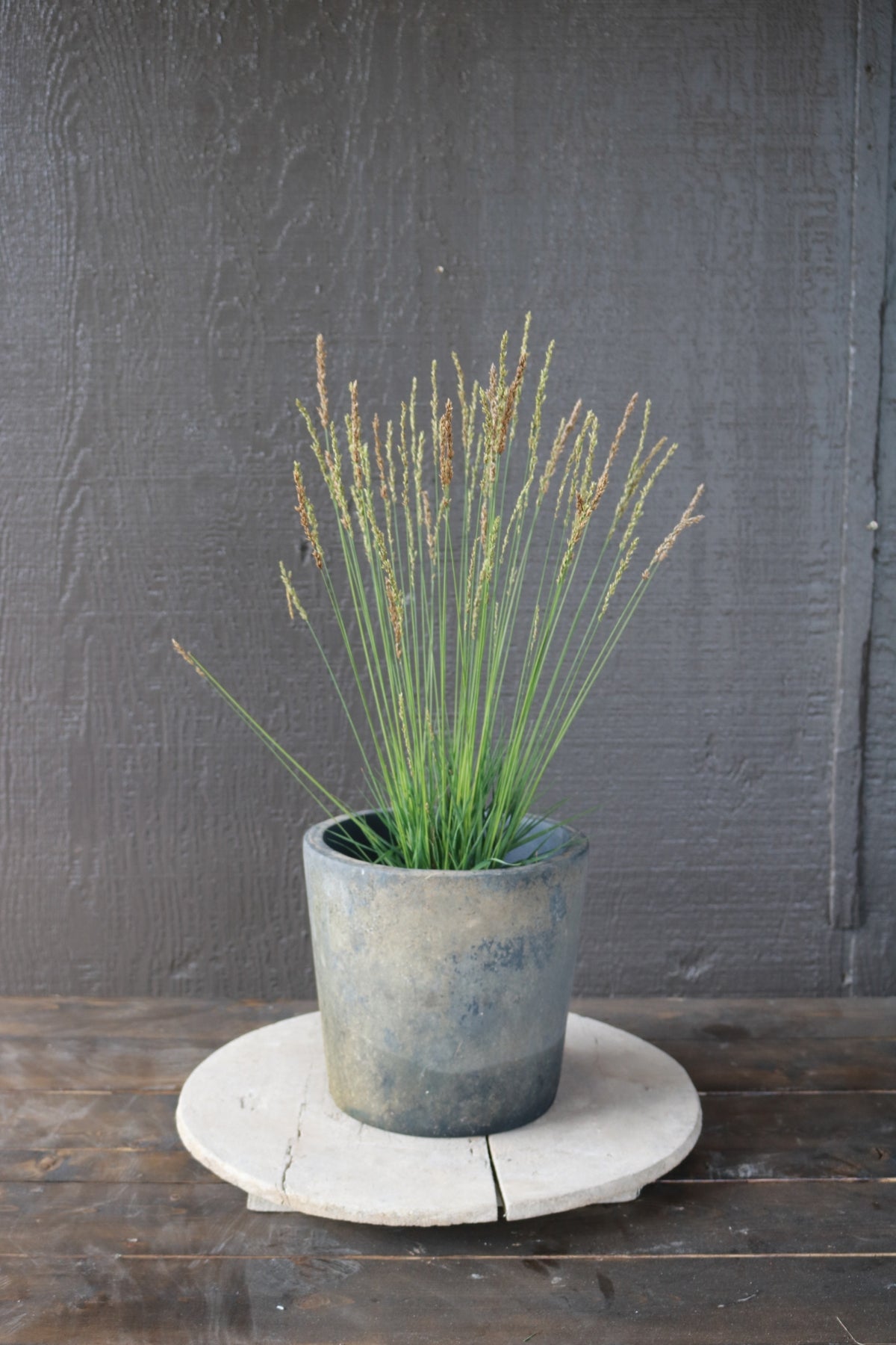 Molinia caerulea | Poul Petersen