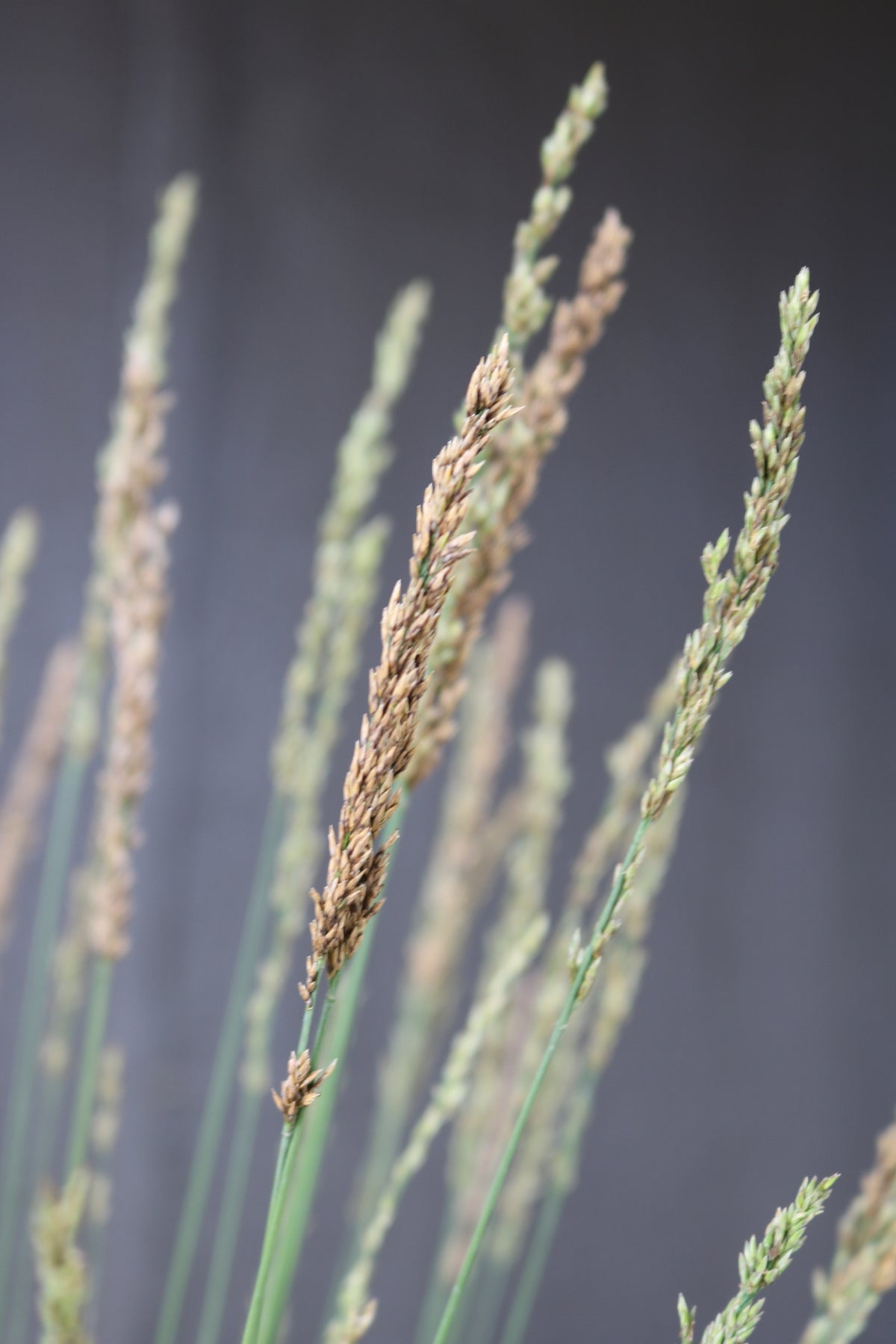 Molinia caerulea | Poul Petersen
