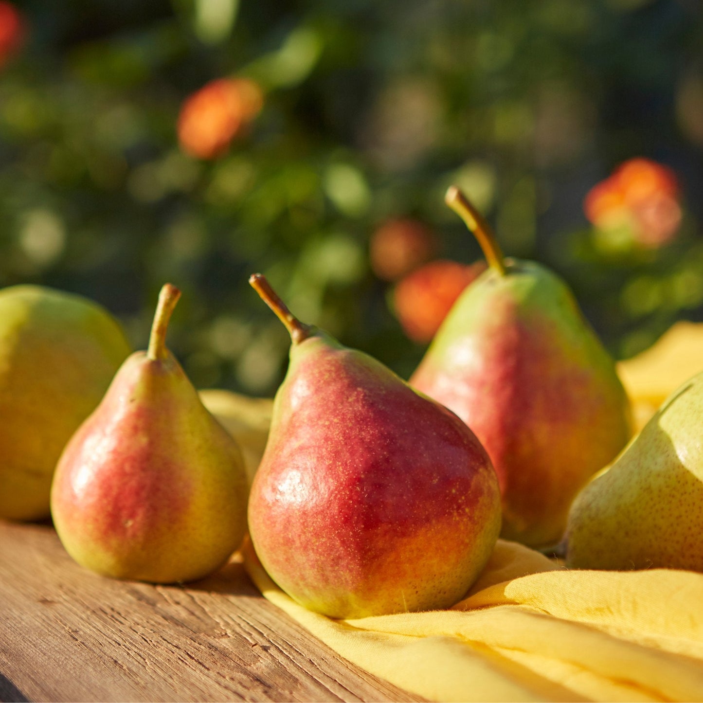 Red blush pears in summer