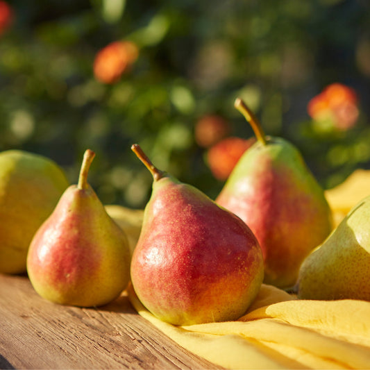 Red blush pears in summer