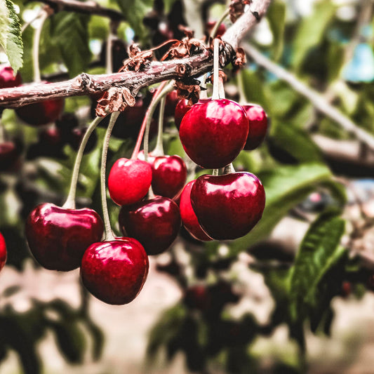 Close-up view of North Star Sour Cherry.