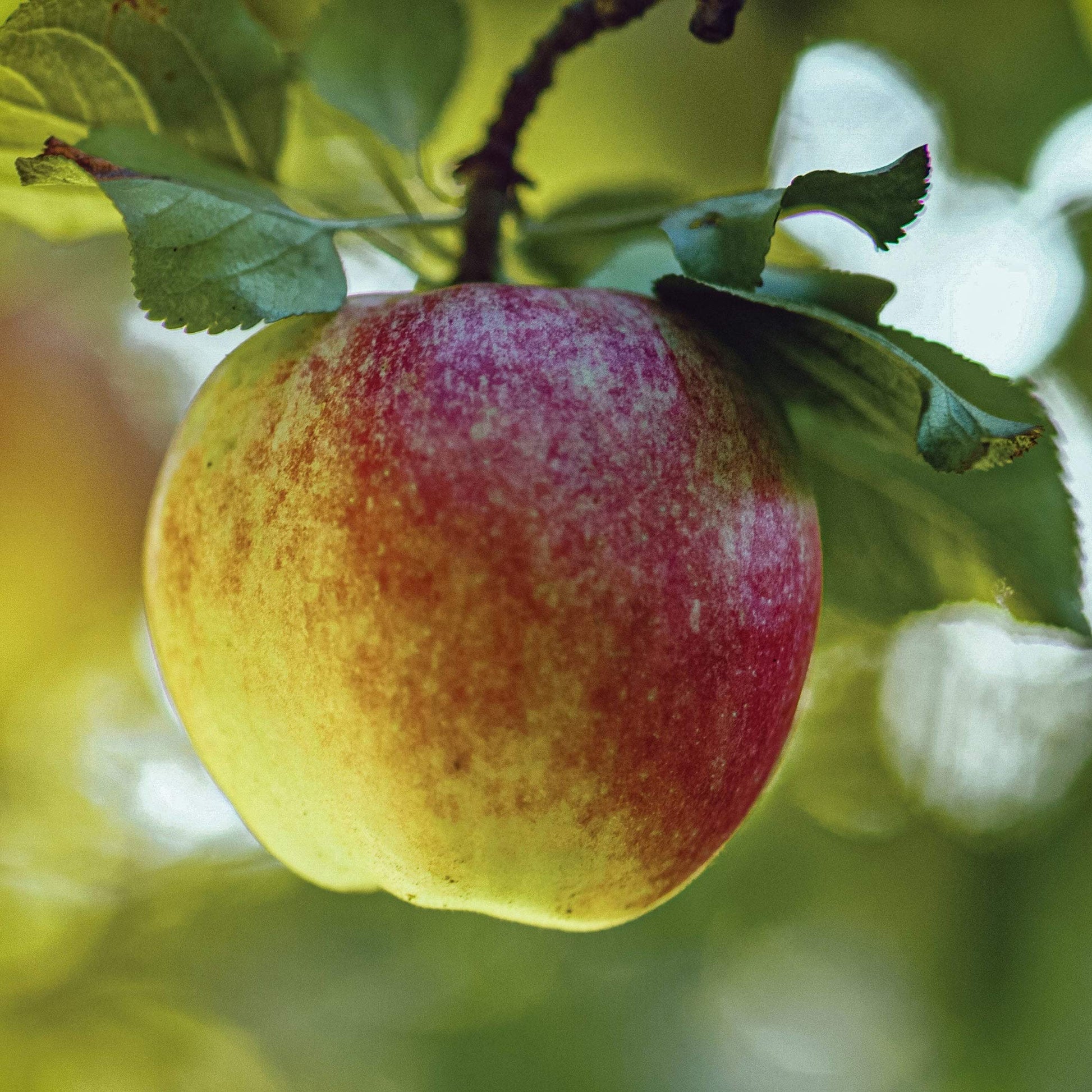 Close-up view of Northern Spy apple.